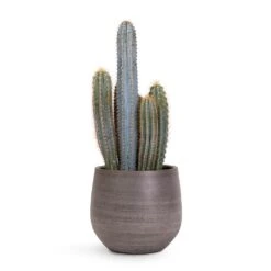 Esra Plant Pot - Mystic Grey -Garden Potted Plant Shop Pilocereus pachycladus Blue Column Cactus 17x30cm Esra Plant Pot Mystic Grey 22x20cm 04cd9e22 0a4c 4cf6 82ba ff5b5eb9ae30