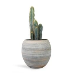 Dex Plant Pot - Earth -Garden Potted Plant Shop Pilocereus pachycladus azureus Blue Columnar Cactus 17x30cm Dex Plant Pot Earth 28x25cm 729bd6d1 11e1 417a aa09 f65b5a59fda0