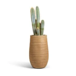 Dune Partner Planter - Almond -Garden Potted Plant Shop Pilocereus pachycladus azureus Blue Columnar Cactus 17x60cm Dune Partner Planter Almond 25x40cm