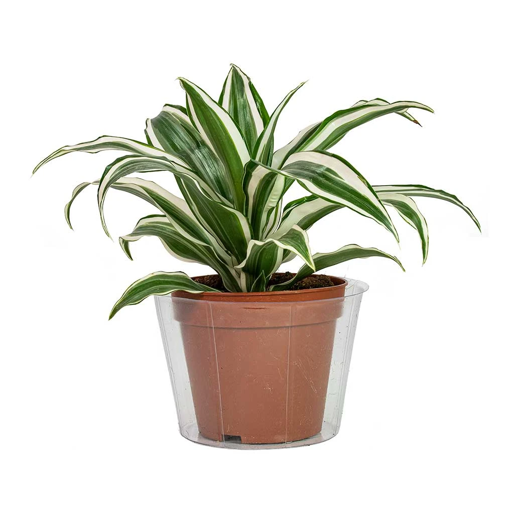 Plant Pot Inlay Liner - Clear - 36 X 30cm 2 Plant Pot Inlay Liner - Clear - 36 X 30cm - Image 2