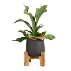 Patt Plant Pot - Low Stand - Black Washed -Garden Potted Plant Shop Platycerium Bifurcatum Common Staghorn Fern 12x40cm Patt Plant Pot Low Stand Black Washed 21x20cm 1 5e6172b0 8676 4520 84d6 aaf8dfd59d0c