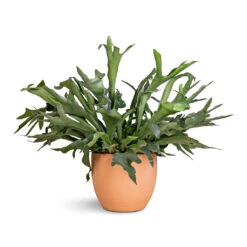 Terracotta Plant Pot -Garden Potted Plant Shop Platycerium bifurcatum Common Staghorn Fern 28x60cm Terracotta Plant Pot 38x33cm 2
