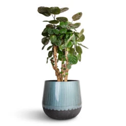 Ninthe Metal Plant Pot - Metallic Petrol 19 Ninthe Metal Plant Pot - Metallic Petrol -Garden Potted Plant Shop Polyscias Fabian Aralia Fabian 24x70cm Ninthe Metal Plant Pot Metallic Petrol 36x31cm 7089797b 9768 4dd7 8e43 0d43afab0e3a