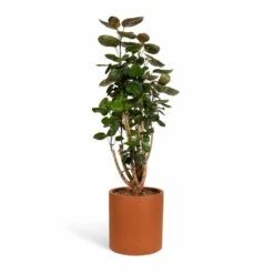 Max Refined Planter - Canyon Orange -Garden Potted Plant Shop Polyscias Fabian Aralia Fabian 24x80cm Max Refined Planter Canyon Orange 29x29.5cm 507b6ae3 0ced 42aa 8d2e f430ff64ff20