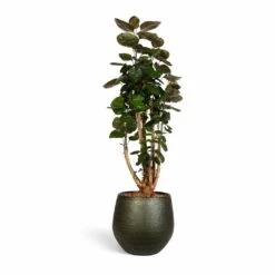 Noor Plant Pot - Velvet Green -Garden Potted Plant Shop Polyscias Fabian Aralia Fabian 24x80cm Noor Plant Pot Velvet Green 33x30cm 3047308d 55b3 48d4 bd42 3850060f8f0f