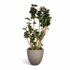 Grigio Egg Pot Planter - Natural Concrete -Garden Potted Plant Shop Polyscias Fabian Aralia Fabian 30x140cm Grigio Egg Pot Planter Natural Concrete 40x36cm 3e1984ba cea8 41c2 bb90 5d2565a22a5b