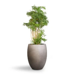 Grigio Tall Balloon Planter - Natural Concrete -Garden Potted Plant Shop Polyscias Ming Aralia Ming 24x80cm Grigio Tall Balloon Planter Natural Concrete 40x50cm 1 c61e6f54 217e 409c a403 f5ac0358c30e