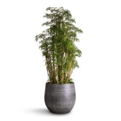 Esra Plant Pot - Mystic Grey -Garden Potted Plant Shop Polyscias Ming Aralia Ming 27x90 Esra Plant Pot Mystic Grey 36x32cm 1a24fc3b f4cd 41d0 b350 e8ac8919cb84