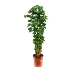 Polyscias Roble - Aralia Roble -Garden Potted Plant Shop Polyscias Roble Aralia Roble 27x100cm
