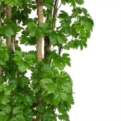 Garden Potted Plant Shop -Garden Potted Plant Shop Polyscias Roble Aralia Roble Leaves