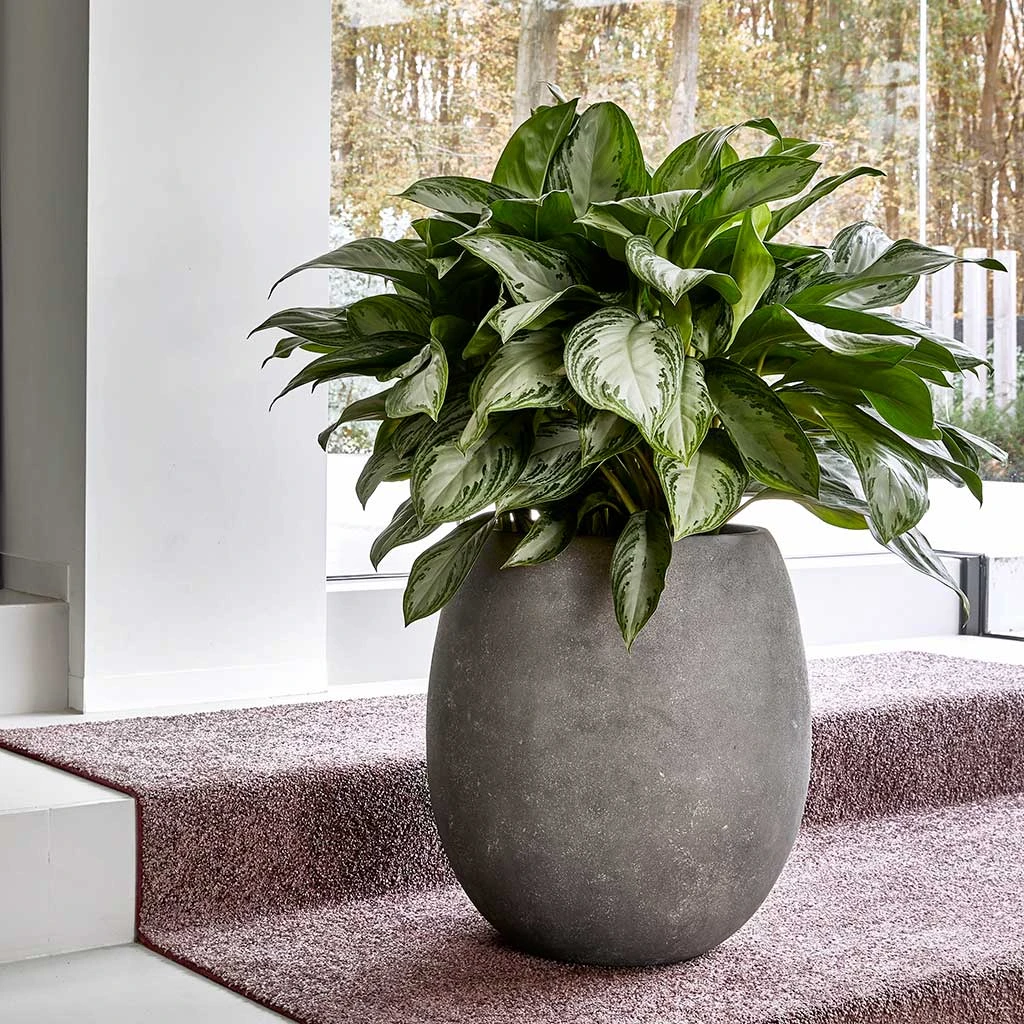 Polystone Coated Plain Balloon Planter - Raw Grey 2 Polystone Coated Plain Balloon Planter - Raw Grey - Image 2