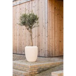 Polystone Coated Plain Coppa Planter - Natural 9 Polystone Coated Plain Coppa Planter - Natural -Garden Potted Plant Shop Polystone Coated Plain Coppa Planter Natural Lifestyle
