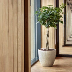 Raindrop Egg Planter - Stone 13 Raindrop Egg Planter - Stone -Garden Potted Plant Shop Raindrop Couple Stone