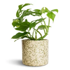 Lazzaro Plant Pot - Sage Foliage 10 Lazzaro Plant Pot - Sage Foliage -Garden Potted Plant Shop Rhaphidophora tetrasperma Monstera minima 12x25cm Lazzaro Plant Pot Sage Foliage 15x13cm