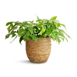 Cody Plant Pot - Straw Grass -Garden Potted Plant Shop Rhaphidophora tetrasperma Monstera minima 15x25cm Cody Plant Pot Straw Grass 22x20cm a01898d3 36eb 4449 bfff f595c0b910e5
