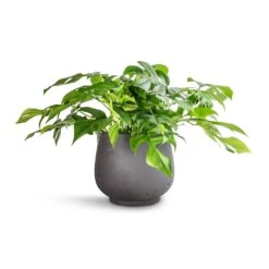 Mini Pixie Plant Pot - Black Washed -Garden Potted Plant Shop Rhaphidophora tetrasperma Monstera minima 15x25cm Mini Pixie Plant Pot Black Washed 24x20cm 678e6718 6199 4557 ad24 c6bd45ed5f38