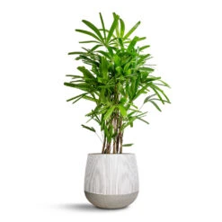 Pax Plant Pot - Ridged White Stripe -Garden Potted Plant Shop Rhapis excelsa Lady Palm 27x110cm Pax Plant Pot Ridge White Stripe 40x36cm ebf3f0ed 909b 45f2 af74 d71166caff73