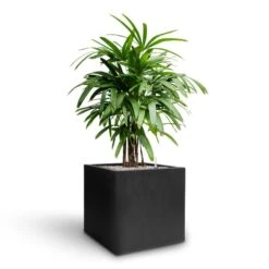 Grigio Cube Planter - Anthracite Concrete 17 Grigio Cube Planter - Anthracite Concrete -Garden Potted Plant Shop Rhapis excelsa Lady Palm Hydroculture Grigio Cube Planter Anthracite Concrete