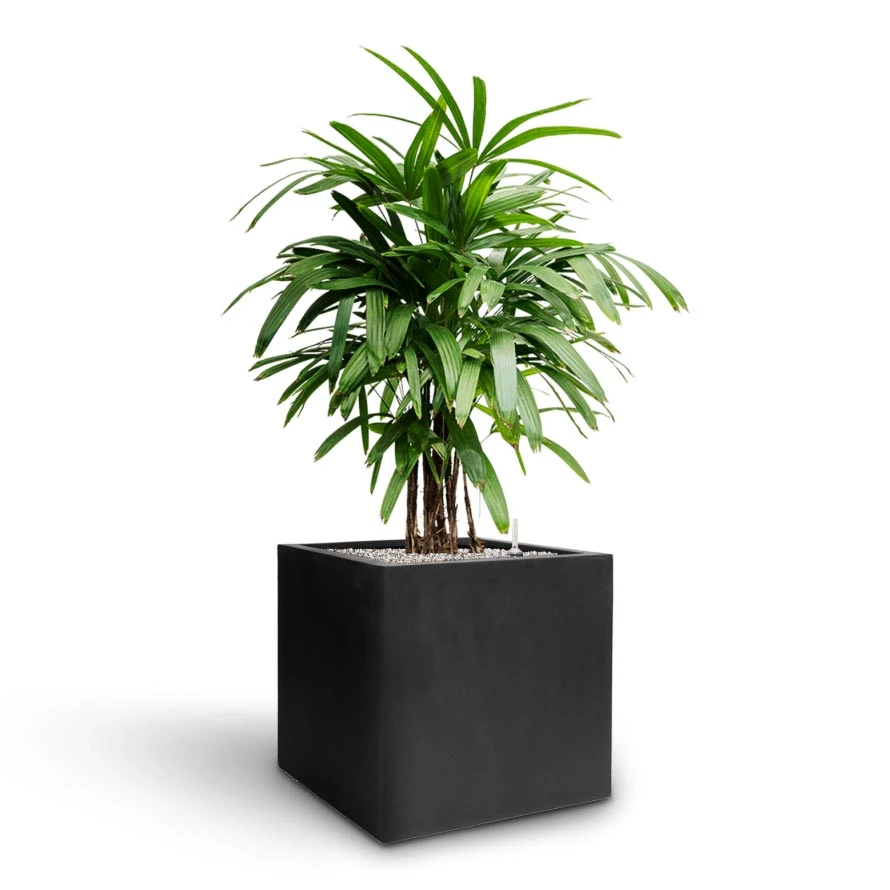 Grigio Cube Planter - Anthracite Concrete 8 Grigio Cube Planter - Anthracite Concrete - Image 8