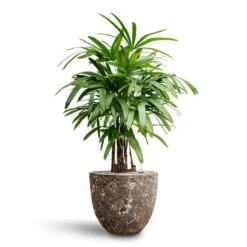 Lava Couple Relic Planter - Black 19 Lava Couple Relic Planter - Black -Garden Potted Plant Shop Rhapis excelsa Lady Palm Hydroculture Lava Couple Relic Planter Rust f0d464ad e16e 49fb b48e 3cfe3e32cfe2