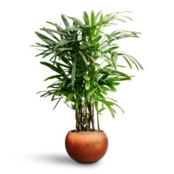 Metallic Globe Plant Pot - Matt Copper -Garden Potted Plant Shop Rhapis excelsa Lady Palm Hydroculture Metallic Couple Plant Pot Matt Copper 4619822e 8250 4748 84df 0e30911df43a