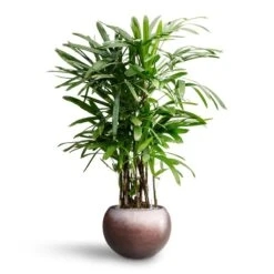 Metallic Globe Plant Pot - Matt Coffee 17 Metallic Globe Plant Pot - Matt Coffee -Garden Potted Plant Shop Rhapis excelsa Lady Palm Hydroculture Metallic Globe Plant Pot Matt Coffee 1ab5e1bf 885e 4193 82b9 0d7312e9924d