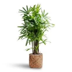 Zayn Bamboo Planter -Garden Potted Plant Shop Rhapis excelsa Lady Palm Hydroculture Zayn Bamboo Planter e709f8fa d1f1 45c0 bd9c e201c091f57b
