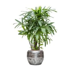 Opus Raw Couple Planter - Silver -Garden Potted Plant Shop Rhapis excelsa Lady Palm Hydroculture Opus Hammered Globe Planter Silver ef0fd365 6034 4926 8d5e 7989ec4ac63c