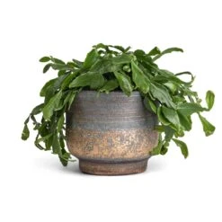 Aico Plant Pot - Shiny Blue 17 Aico Plant Pot - Shiny Blue -Garden Potted Plant Shop Rhipsalis crispata Mistletoe Cactus 14x40cm Aico Plant Pot Shiny Blue 17x13cm 9839e10b 048d 4289 ab91 e83355dc2314