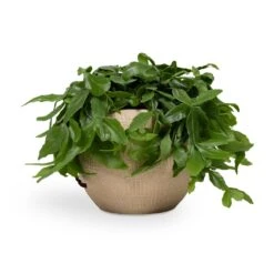 Ryan Plant Pot - Sand Gold -Garden Potted Plant Shop Rhipsalis crispata Mistletoe Cactus 14x40cm Ryan Plant Pot Sand Gold 18x16cm 4b9f1dbb 37d2 4568 959c 0ecaef0600cf