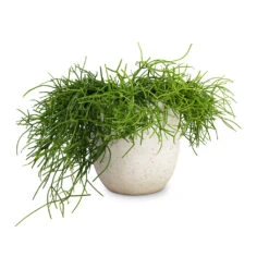Rhipsalis Heteroclada - Mistletoe Cactus -Garden Potted Plant Shop Rhipsalis heteroclada Mistletoe Cactus 21x55cm Cas Plant Pot Cool Grey 25x23cm