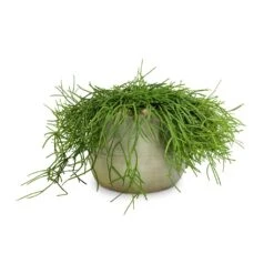 Rhipsalis Heteroclada - Mistletoe Cactus -Garden Potted Plant Shop Rhipsalis heteroclada Mistletoe Cactus 21x55cm Iris Plant Pot Mint 26x21cm
