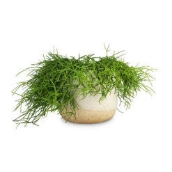 Rhipsalis Heteroclada - Mistletoe Cactus -Garden Potted Plant Shop Rhipsalis heteroclada Mistletoe Cactus 21x55cm Iris Plant Pot Sand 26x21cm 1