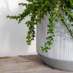 Harith Plant Pot - Ridged White Stripe -Garden Potted Plant Shop Ridged Harith Plant Pot White Stripe Close Up