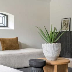 Jesslyn Plant Pot - Ridged White Stripe -Garden Potted Plant Shop Ridged Jesslyn Plant Pot White Stripe Aloe Vera Houseplant