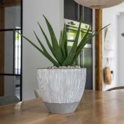 Jesslyn Plant Pot - Ridged White Stripe -Garden Potted Plant Shop Ridged Jesslyn Plant Pot White Stripe Aloe Vera Indoor Plant