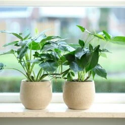 Ryan Plant Pot - Sand Gold -Garden Potted Plant Shop Ryan Plant Pot Sand Gold Houseplants
