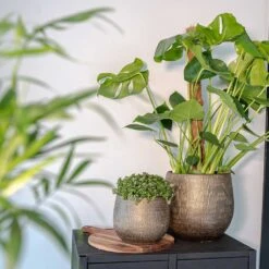 Ryan Plant Pot - Shiny Gold -Garden Potted Plant Shop Ryan Plant Pot Shiny Gold Lifestyle 01