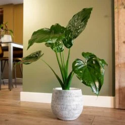 Ryan Plant Pot - White Black -Garden Potted Plant Shop Ryan Plant Pot White Black Alocasia Houseplant
