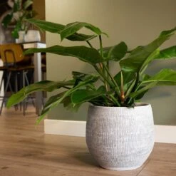 Ryan Plant Pot - White Black -Garden Potted Plant Shop Ryan Plant Pot White Philodendron Houseplant