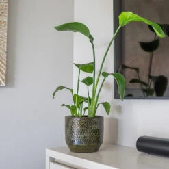 Sanna Plant Pot - Moss Green -Garden Potted Plant Shop Sanna Moss Green 6