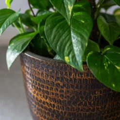 Sanna Plant Pot - Savanna -Garden Potted Plant Shop Sanna Savana 7