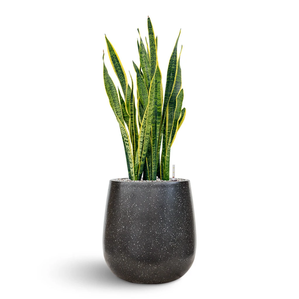 Terrazzo Balloon Planter - Black 6 Terrazzo Balloon Planter - Black - Image 6