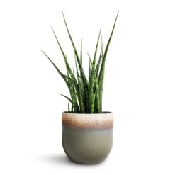 Tarra Plant Pot - Forest -Garden Potted Plant Shop Sansevieria Fernwood Mikado Snake Plant 12x40cm Tarra Plant Pot Forest 15x13cm 5c7ecd86 1ce0 405f 873c d470fd942115