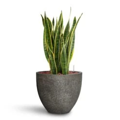 Jesslyn Cement & Stone Plant Pot - Granite Grey -Garden Potted Plant Shop Sansevieria Laurentii HydroCare Cement Stone Jesslyn Plant Pot Granite Grey 358d76de 388c 4949 a50d 01281f58f44d