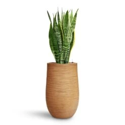 Dune Partner Planter - Almond -Garden Potted Plant Shop Sansevieria Laurentii HydroCare Dune Partner Planter Almond d489d59d 0bb1 4543 905c 04563d142dc2