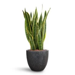 Raindrop Egg Planter - Anthracite -Garden Potted Plant Shop Sansevieria Laurentii HydroCare Raindrop Couple Planter Anthracite