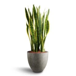 Grigio Egg Pot Planter - Natural Concrete -Garden Potted Plant Shop Sansevieria Laurentii Hydroculture 28 19 x 80cm Grigio Egg Pot Planter Natural Concrete 40 x 36cm be7a00f2 90b9 4e7e 9a81 7e6703061d35