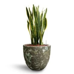 Lava Couple Relic Planter - Jade 16 Lava Couple Relic Planter - Jade -Garden Potted Plant Shop Sansevieria Laurentii Hydroculture 28 19 x 80cm Lava Couple Relic Planter Jade 36 x 34cm b022d4b9 3bfb 4878 9893 0c8dc29ca540