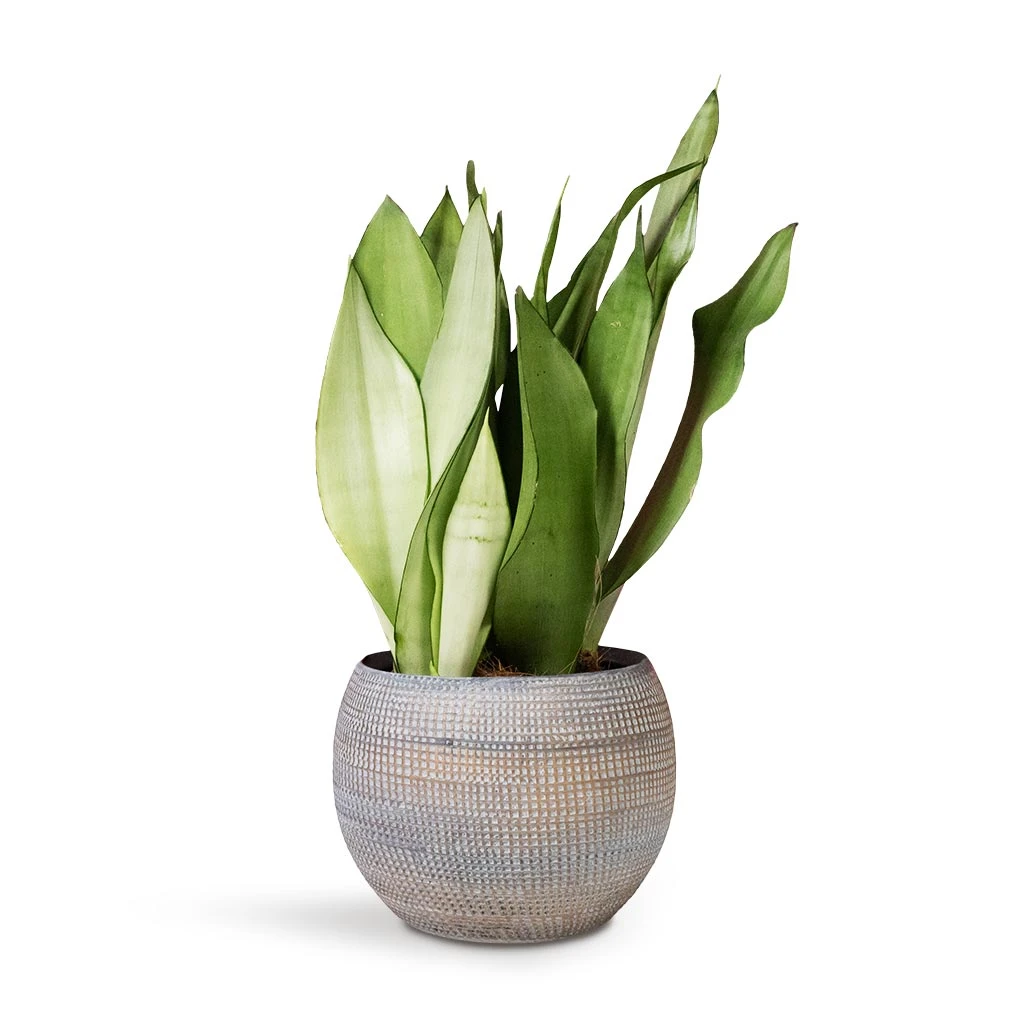 Sansevieria Trifasciata Moonshine - Snake Plant 8 Sansevieria Trifasciata Moonshine - Snake Plant - Image 8